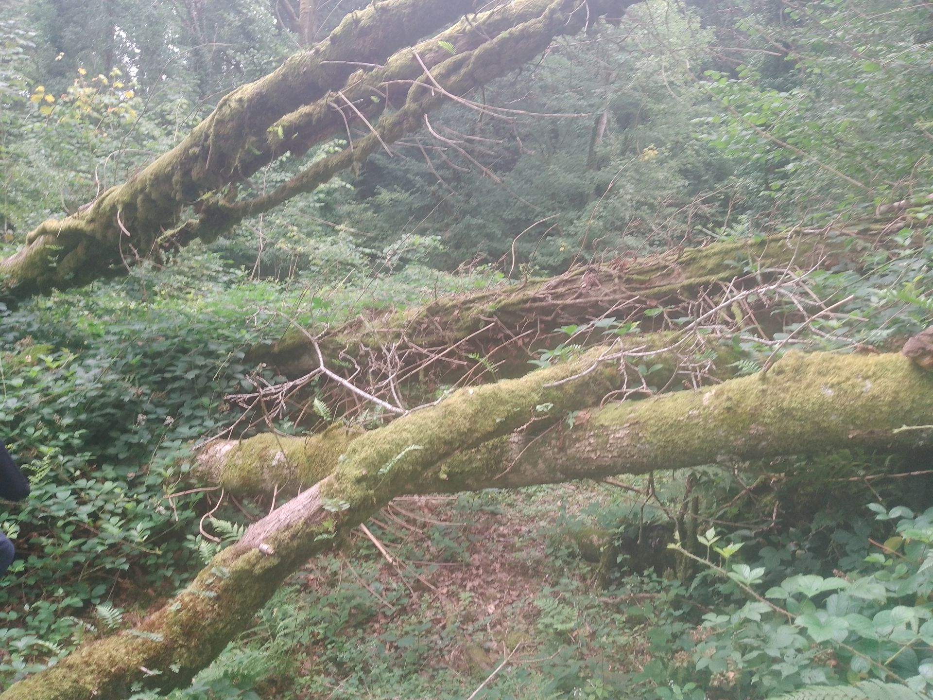 Tree down